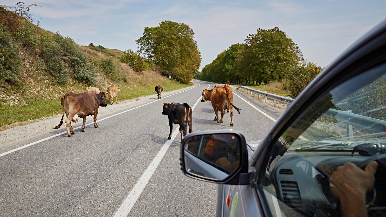 Что грозит за оставление места ДТП с животным. Юрист все объяснила