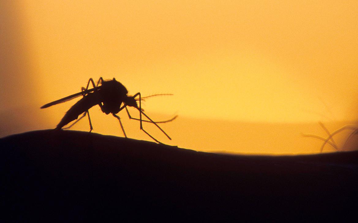 Роспотребнадзор нашел 47 новых вирусов, которые переносят комары