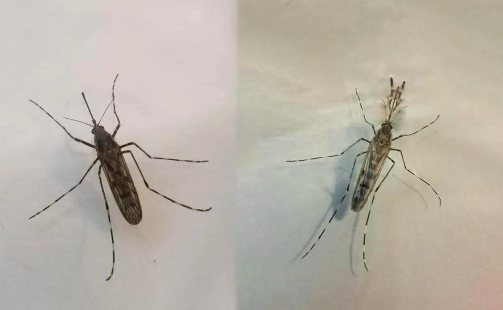 Комары, обнаруженные в Исландии