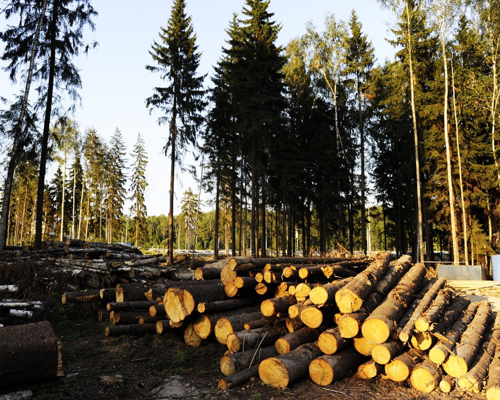 Лесные ресурсы сайт. Лесная промышленность Швеции. Вырубка лесов. Вырубка лесов в России. Срубленный лес.