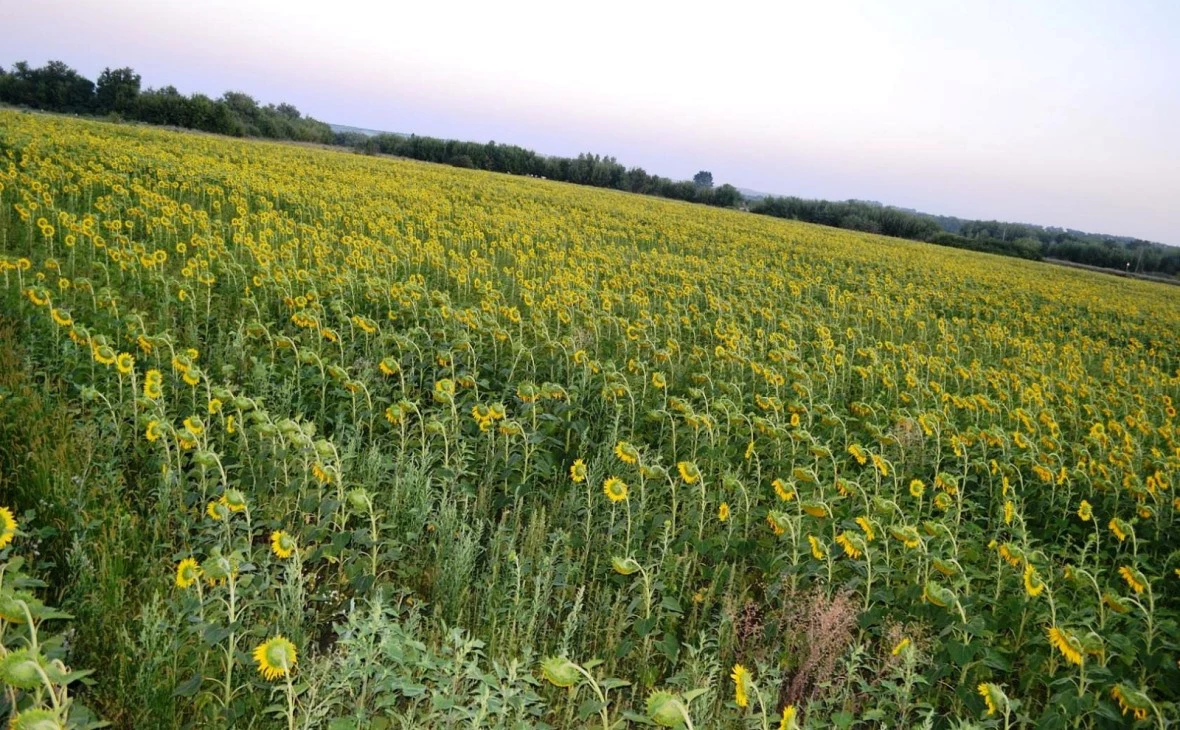 РБК Черноземье