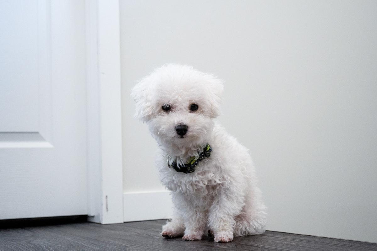 Бишон-фризе — собака семейного типа, которая без проблем живет в городской квартире