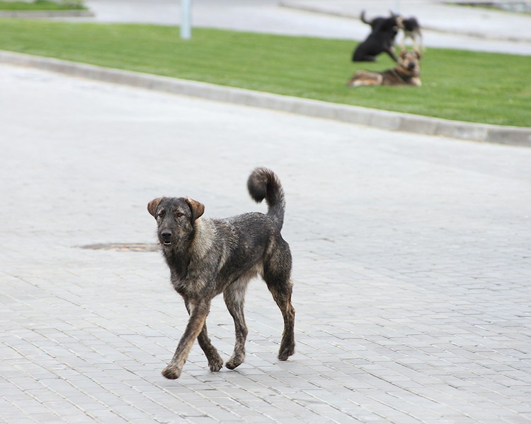 Фото: РБК Татарстан