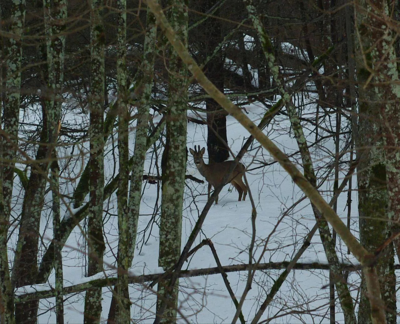 телеграм-канал нацпарка "Виштынецкий"