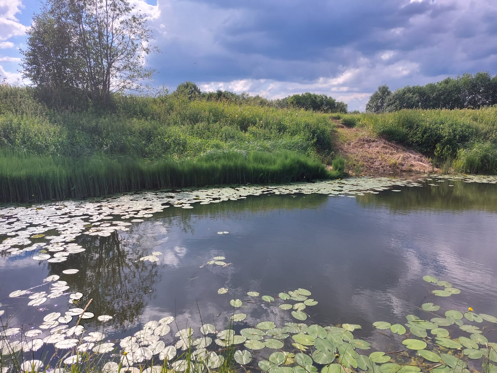 Зона река. Грязовецкий район река Лухта. Река Вологда. Река Комела Вологда. Грязовецкий район водоемы.