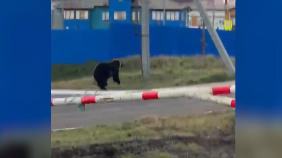 В центр Курильска забрел дикий медведь. Видео