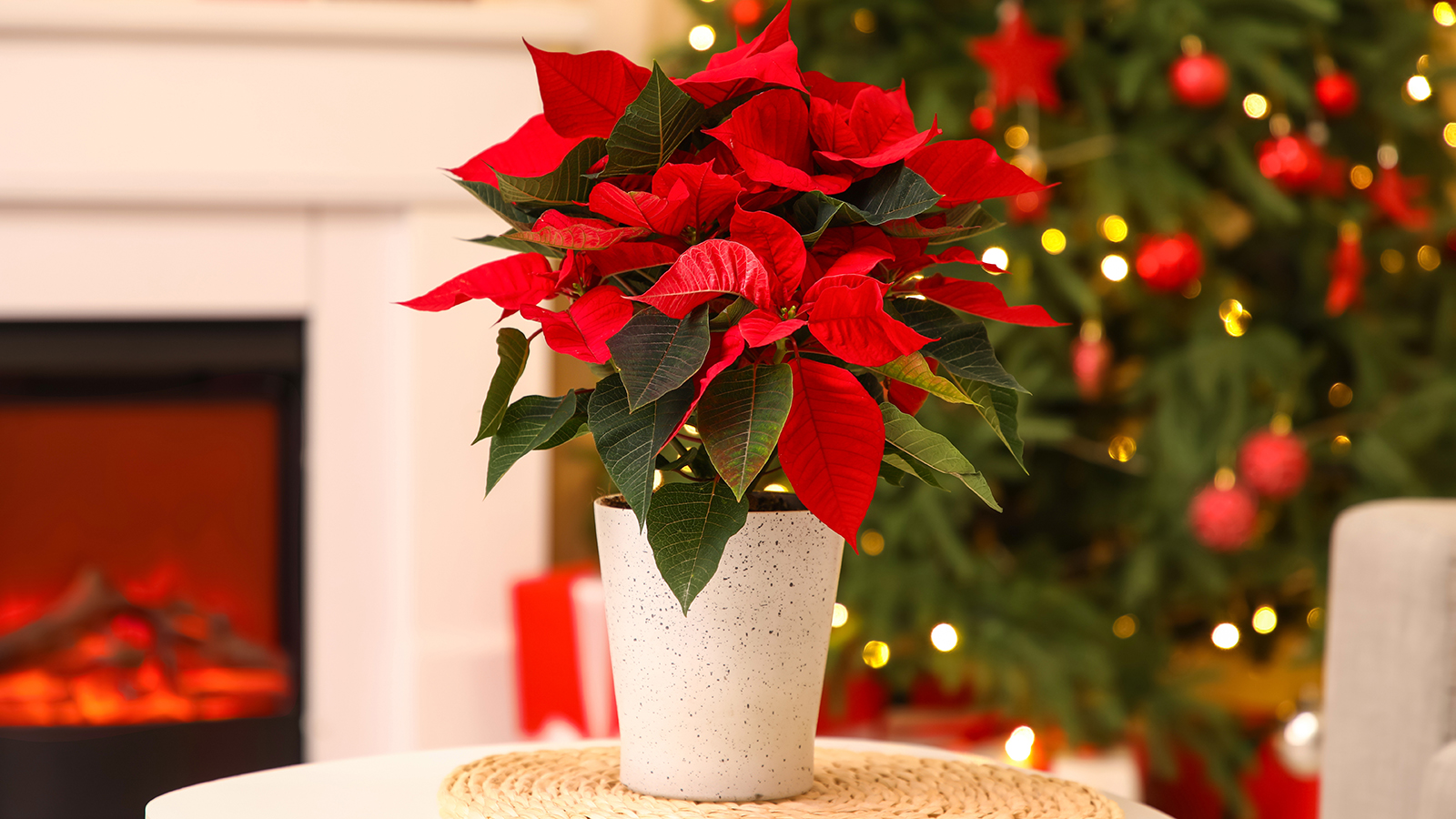 Пуансеттия (лат. Euphorbia pulcherrima)