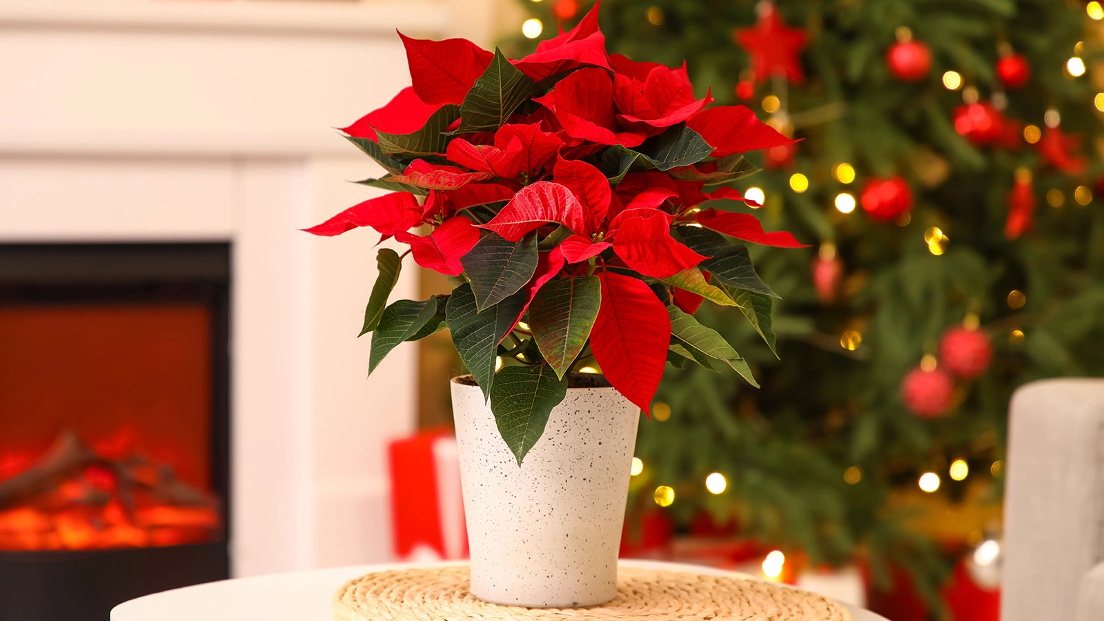 Пуансеттия (лат. Euphorbia pulcherrima) 