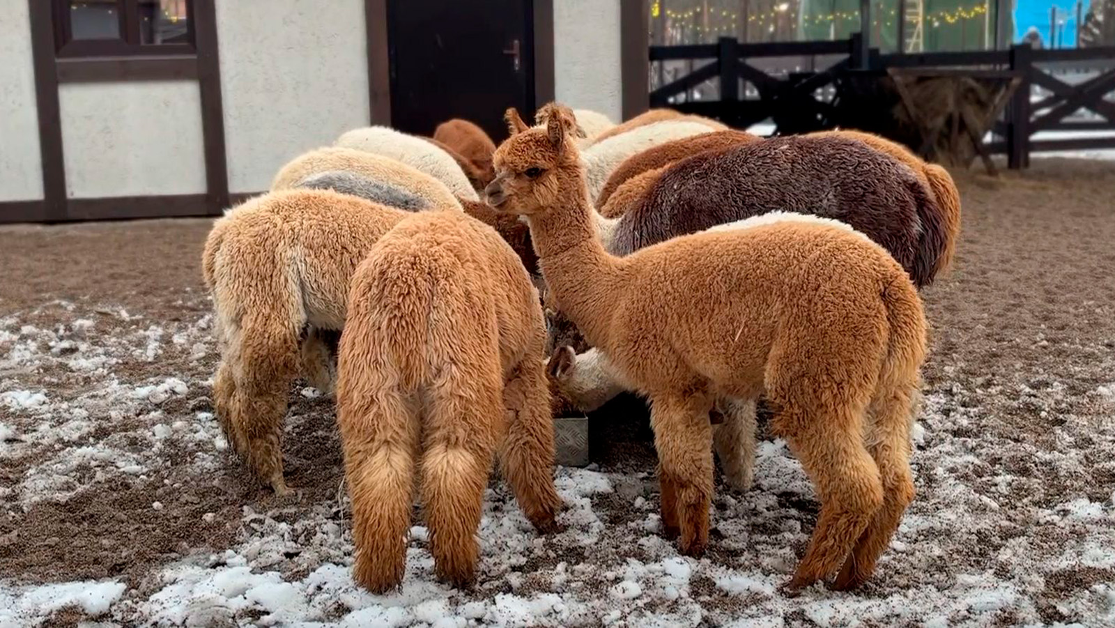 Альпаки из Чили