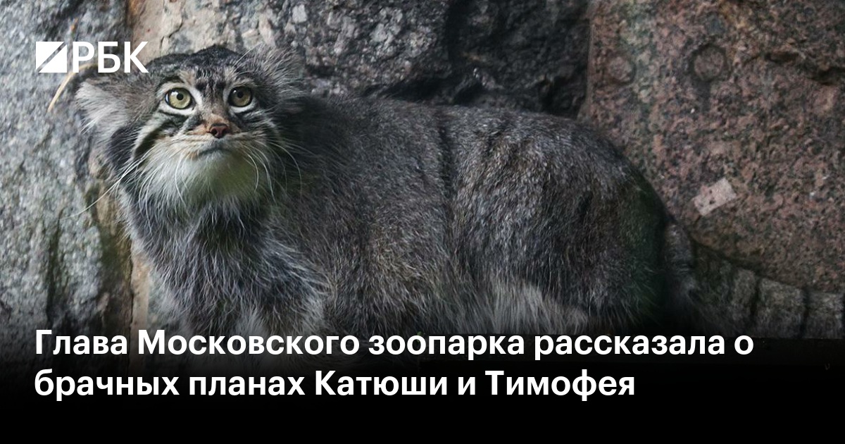 Глава Московского зоопарка рассказала о брачных планах Катюши и Тимофея