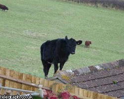 В Англии корова запрыгнула на двухметровую крышу 