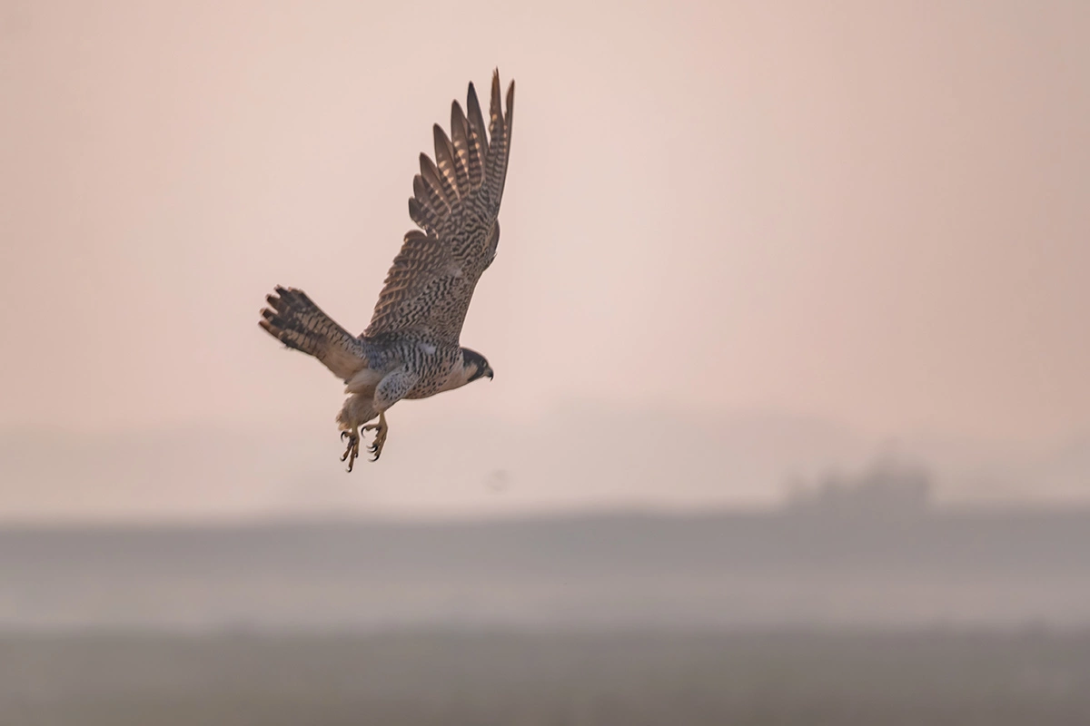Все это делается в рамках эксперимента, чтобы установить, возможно ли таким способом защитить английские виноградники от воробьев, голубей и ворон