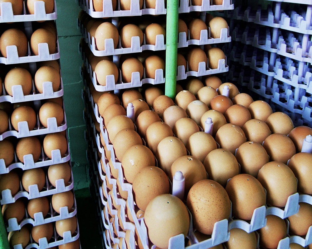 Много яиц