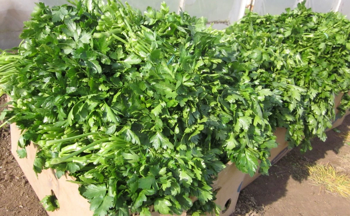 РБК Черноземье