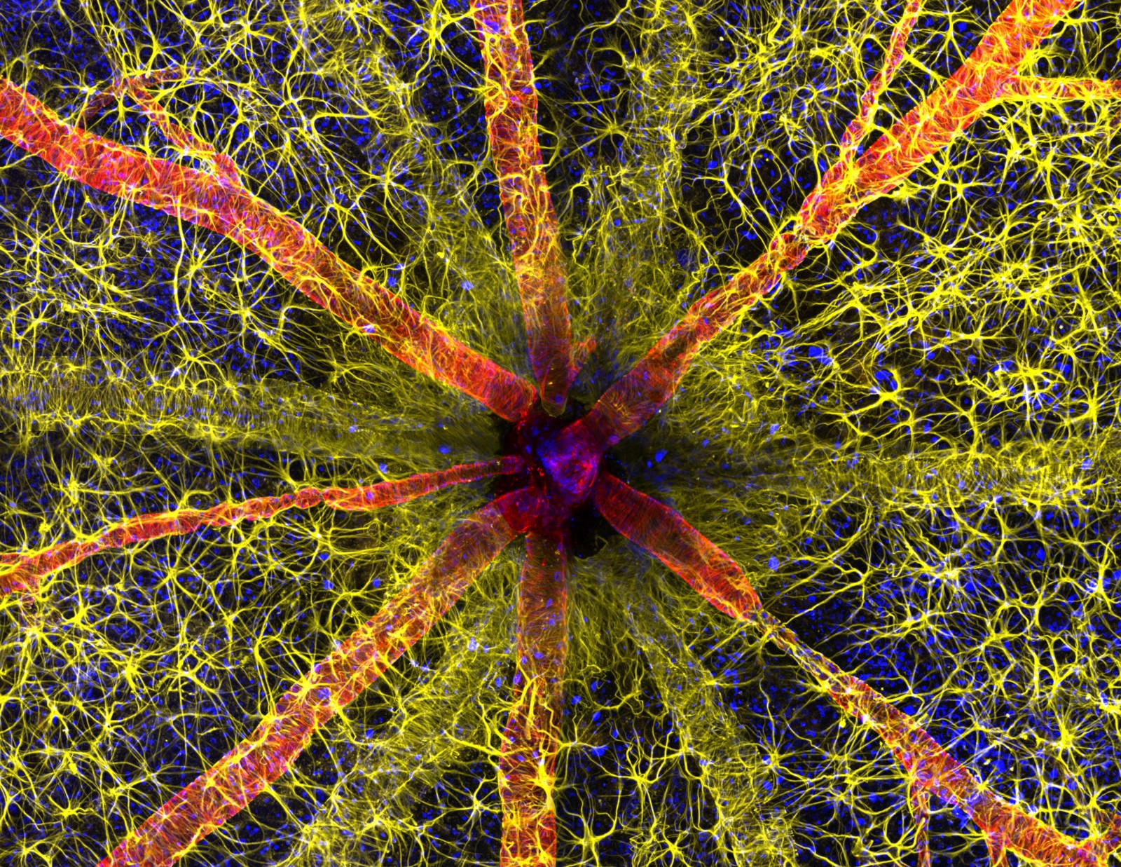 Головка зрительного нерва грызуна