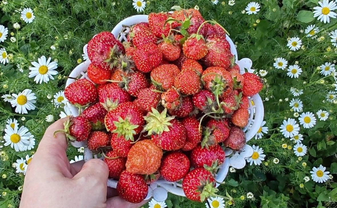 РБК Черноземье