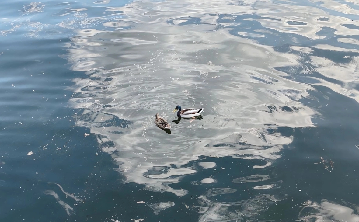 РБК Черноземье