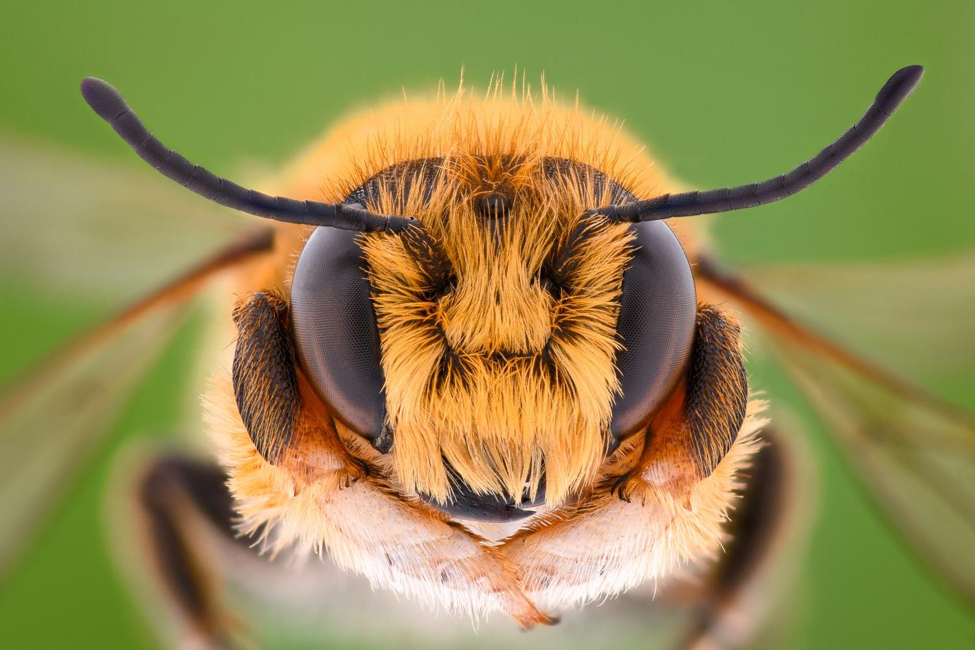 Большая часть пчелиного яда попадает в организм человека в первые 20 секунд