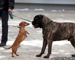Немцам понадобятся права на выгул собак