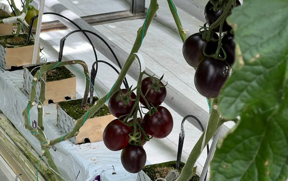 предоставлены ООО «ТехноСтрой АГРО»