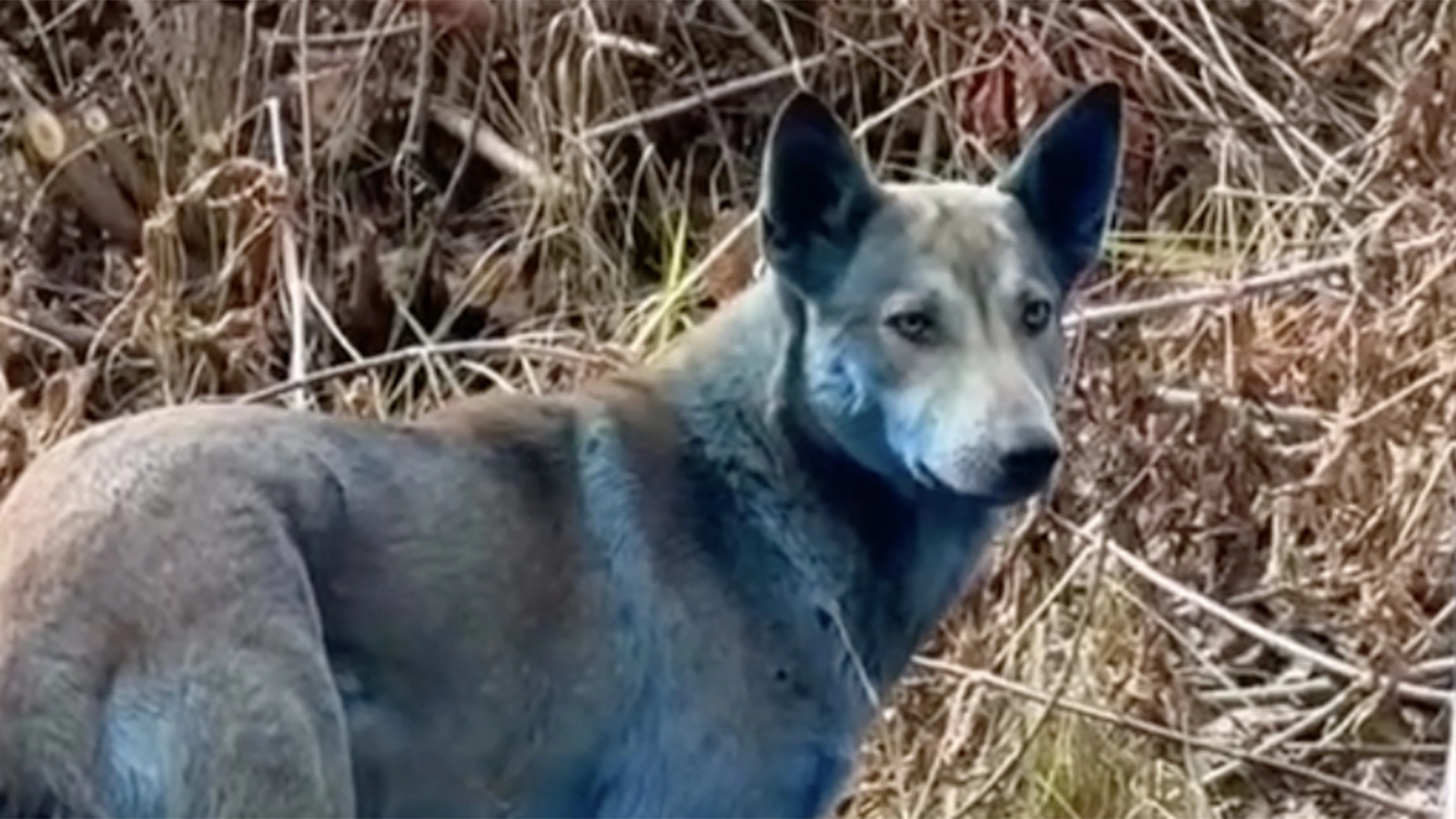 Собака с необычным окрасом в Чернобыле
