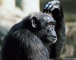 Шимпанзе научились делать "удочки" для ловли термитов 