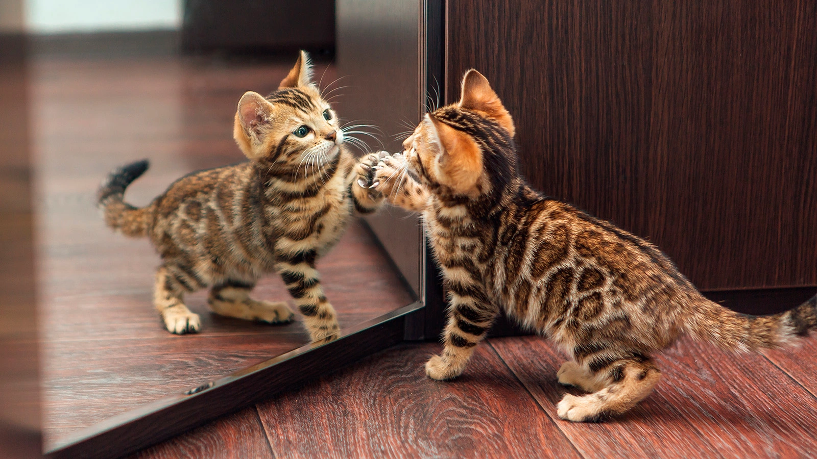 Котята часто играют с отражением, а взрослые кошки быстро теряют к зеркалу интерес