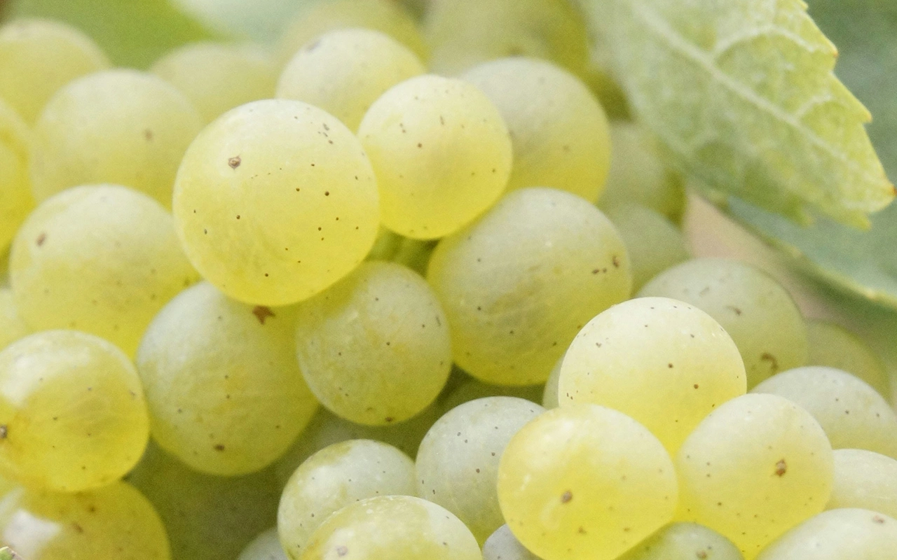 Wine-Searcher написал о «великой миграции белого винограда»