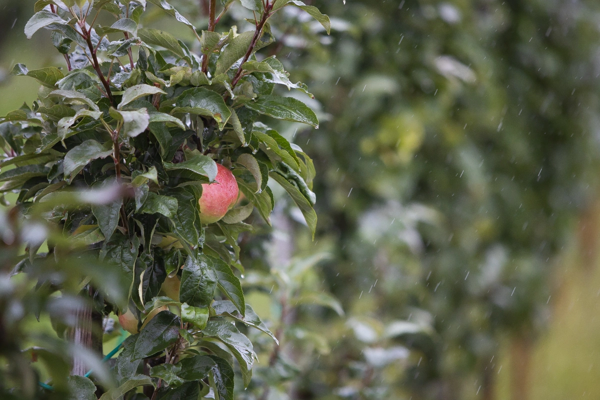Александр Подгорчук