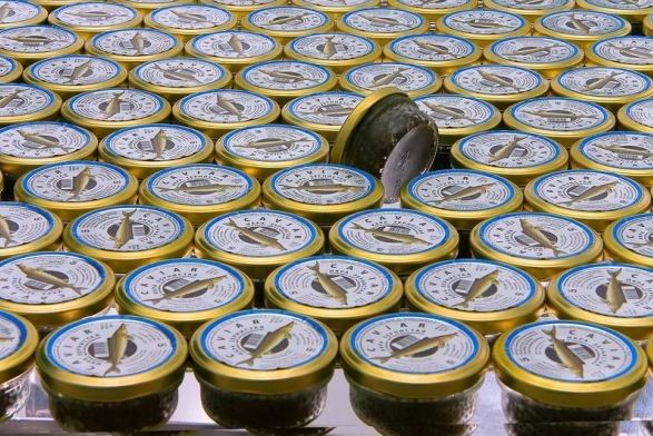 Черную икру из Вологодской области начали отправлять в Корею