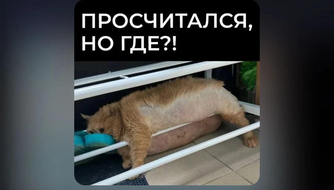 скриншот стикера Минэкономразвития РФ