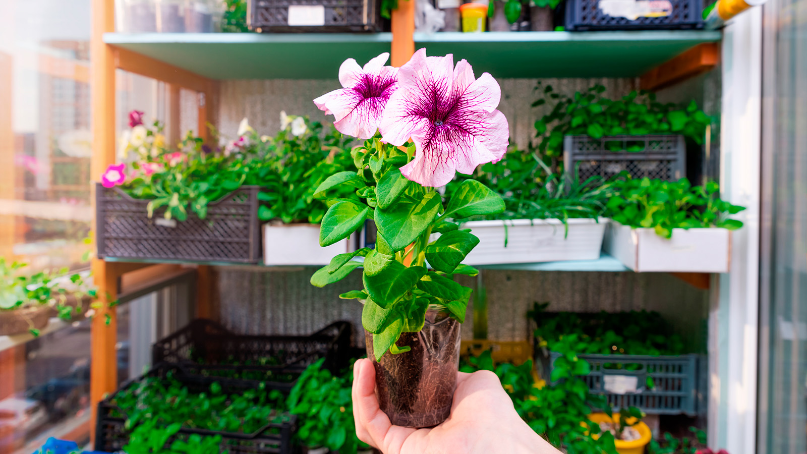 Когда и как нужно прищипывать петунию для обильного цветения