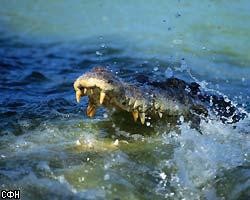 Сбежавшего в Азовское море крокодила до сих пор не поймали