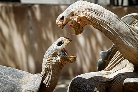 Фото: Don Bartletti/Los Angeles Times via Getty Images