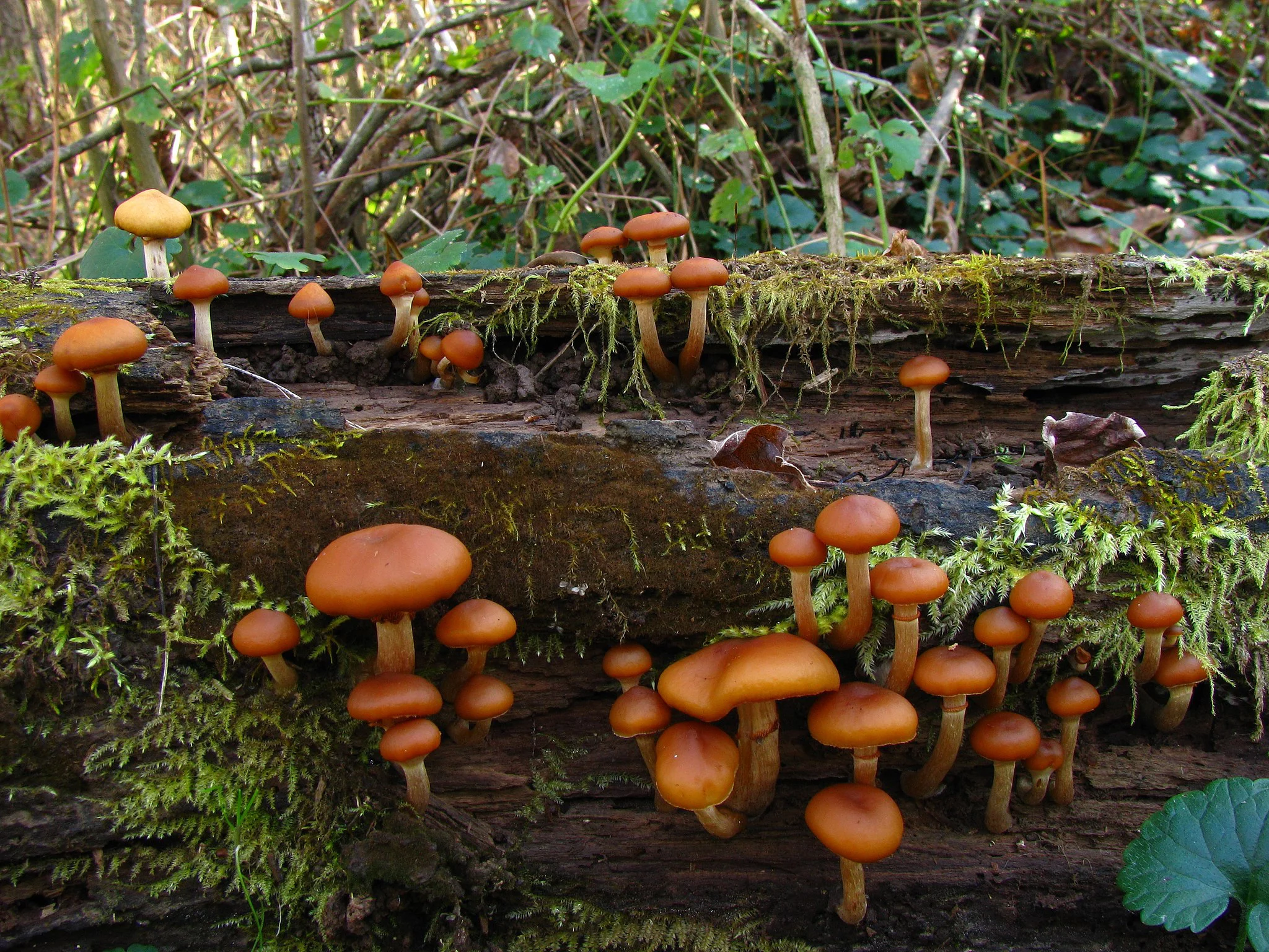 <p>Маленький коричневый гриб можно перепутать с распространенными съедобными видами</p>