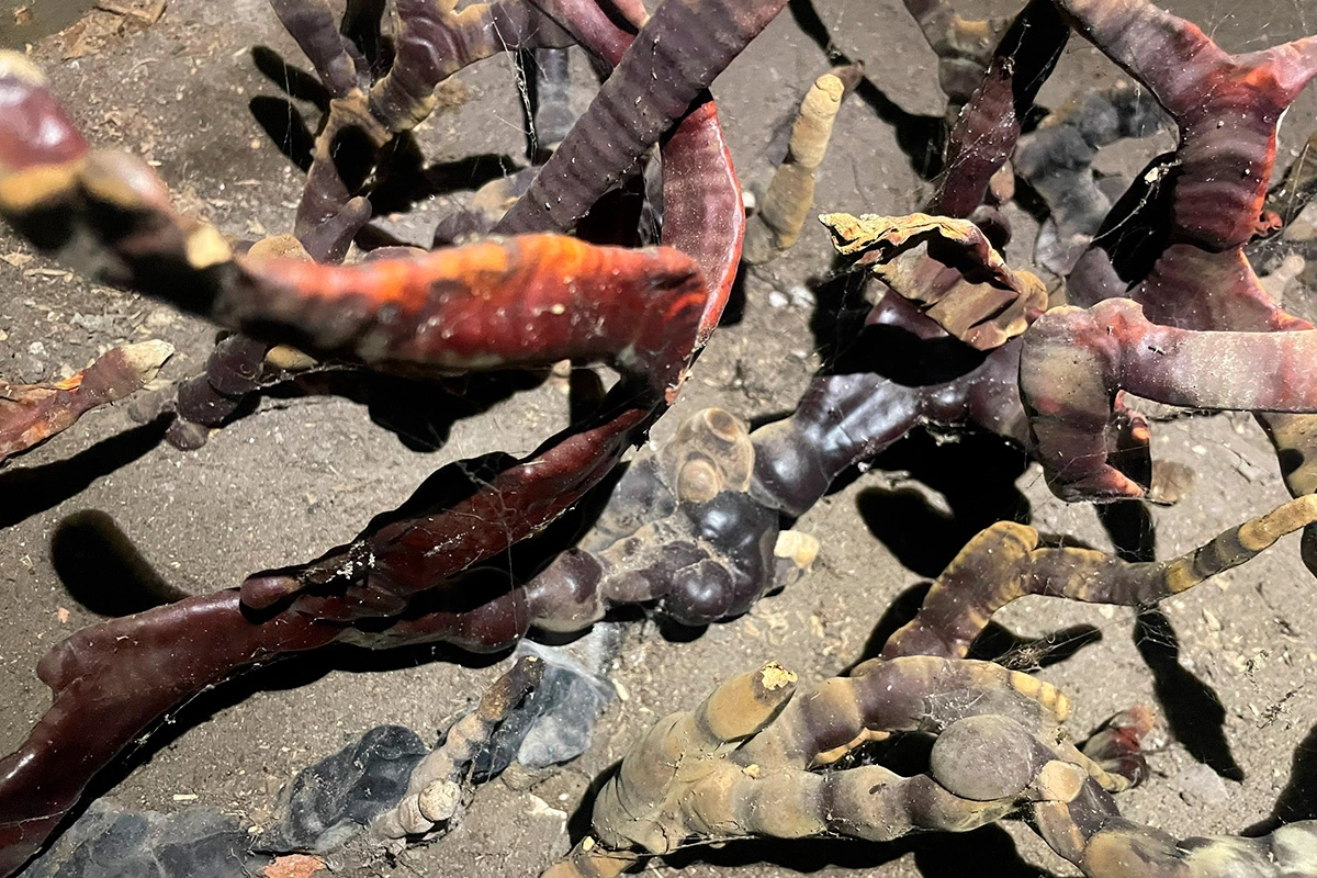 Трутовик лакированный (Ganoderma lucidum)