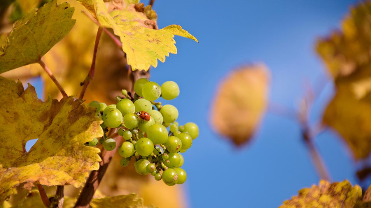 Самое интересное из телеграм-канала «РБК Вино» за неделю