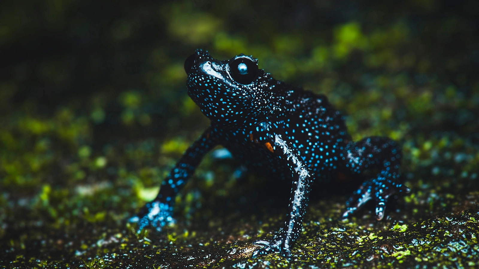 Галактические лягушки Melanobatrachus indicus