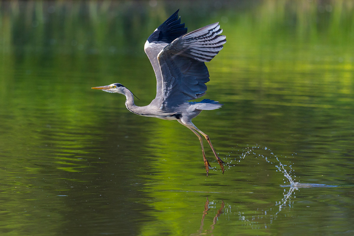   Bubulcus ibis     