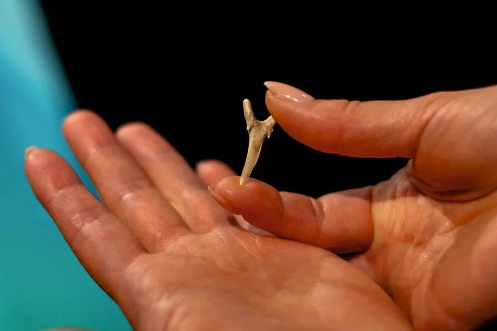 пресс-служба янтарного комбината