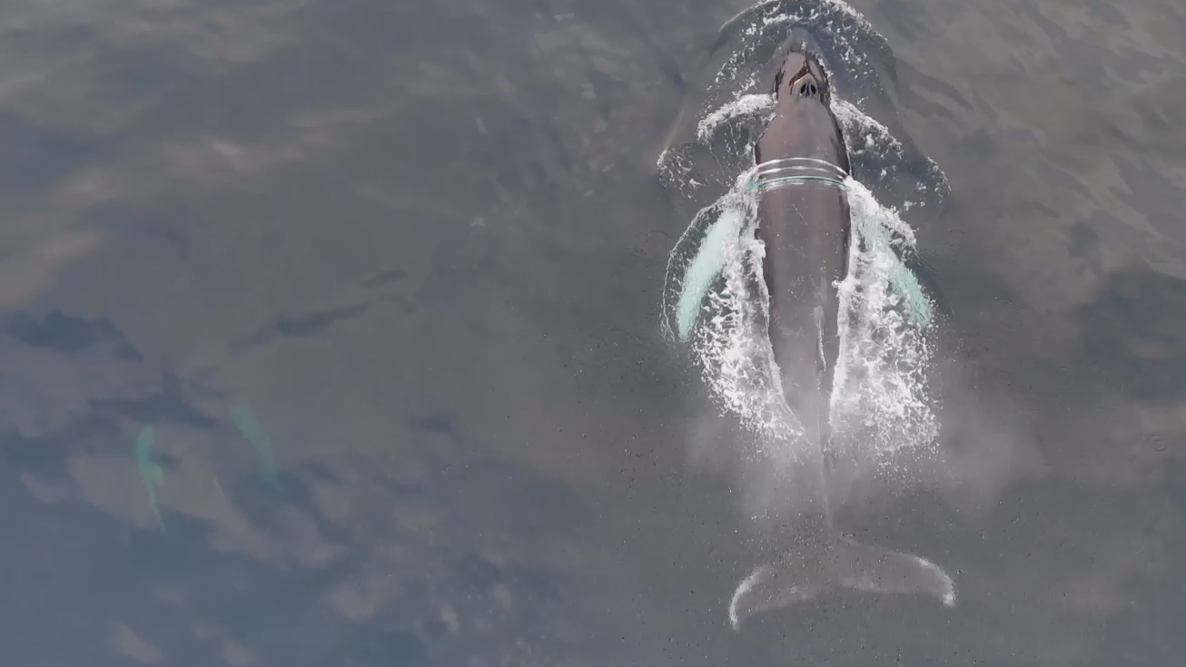 В Баренцевом море спасли запутавшегося в сетях краснокнижного кита