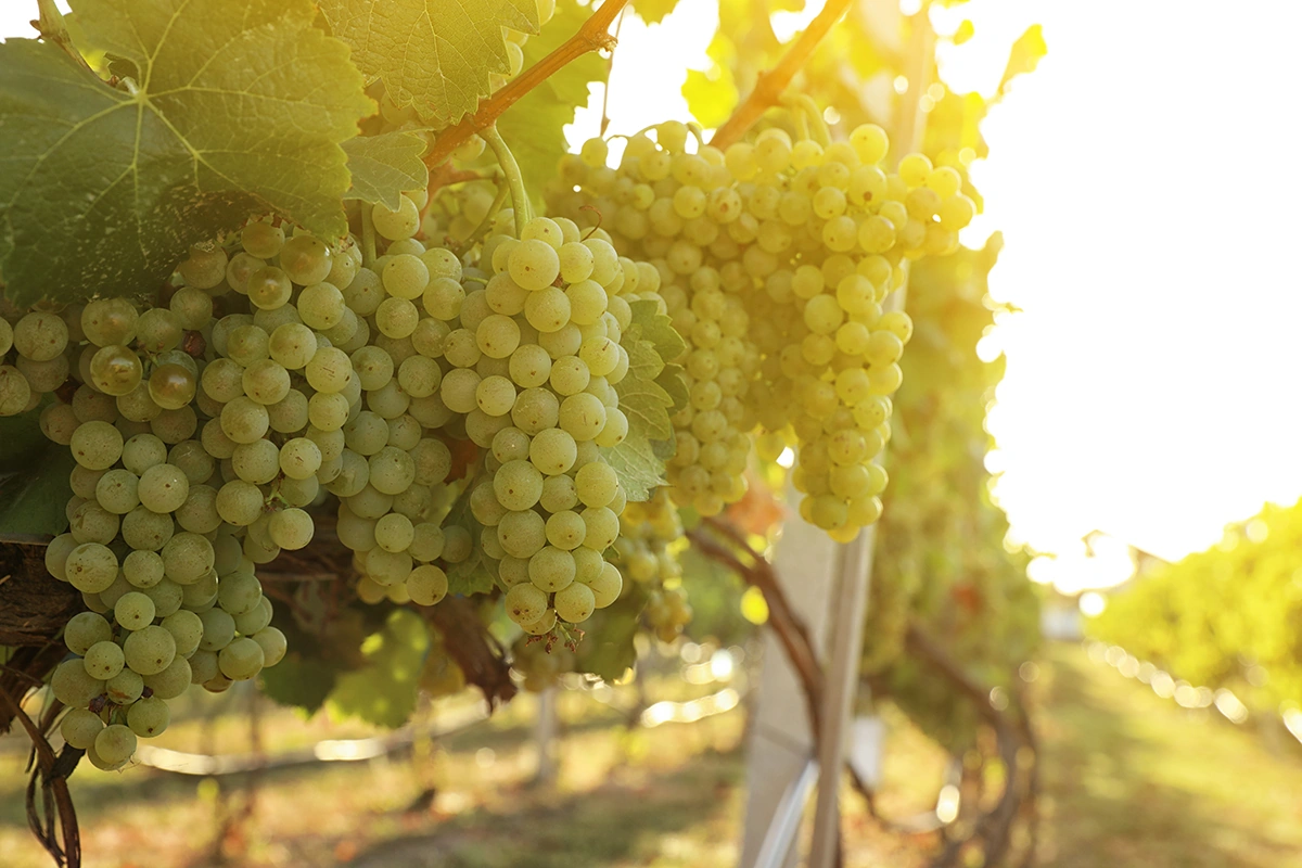Для Treasury Wine продажа брендов стала частью глобальной стратегии