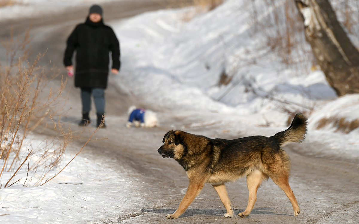На чиновников завели дело после нападений собак в Астраханской области