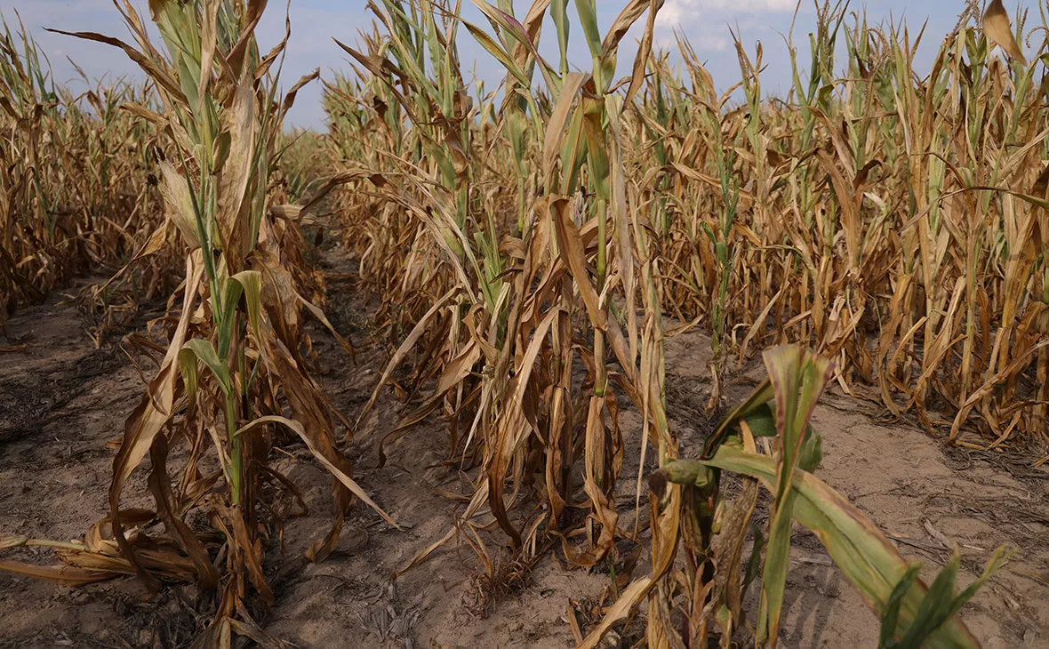 Sean Gallup / Getty Images