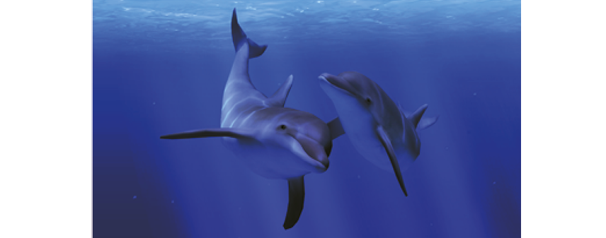 Локация с дельфинами в приложении Ocean Rift.