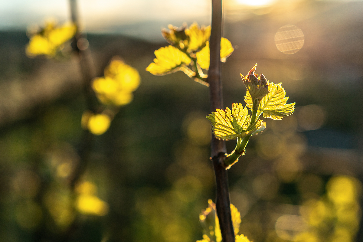 Château Palmer расположено в департаменте Жиронда, а его виноградники находятся в Медоке