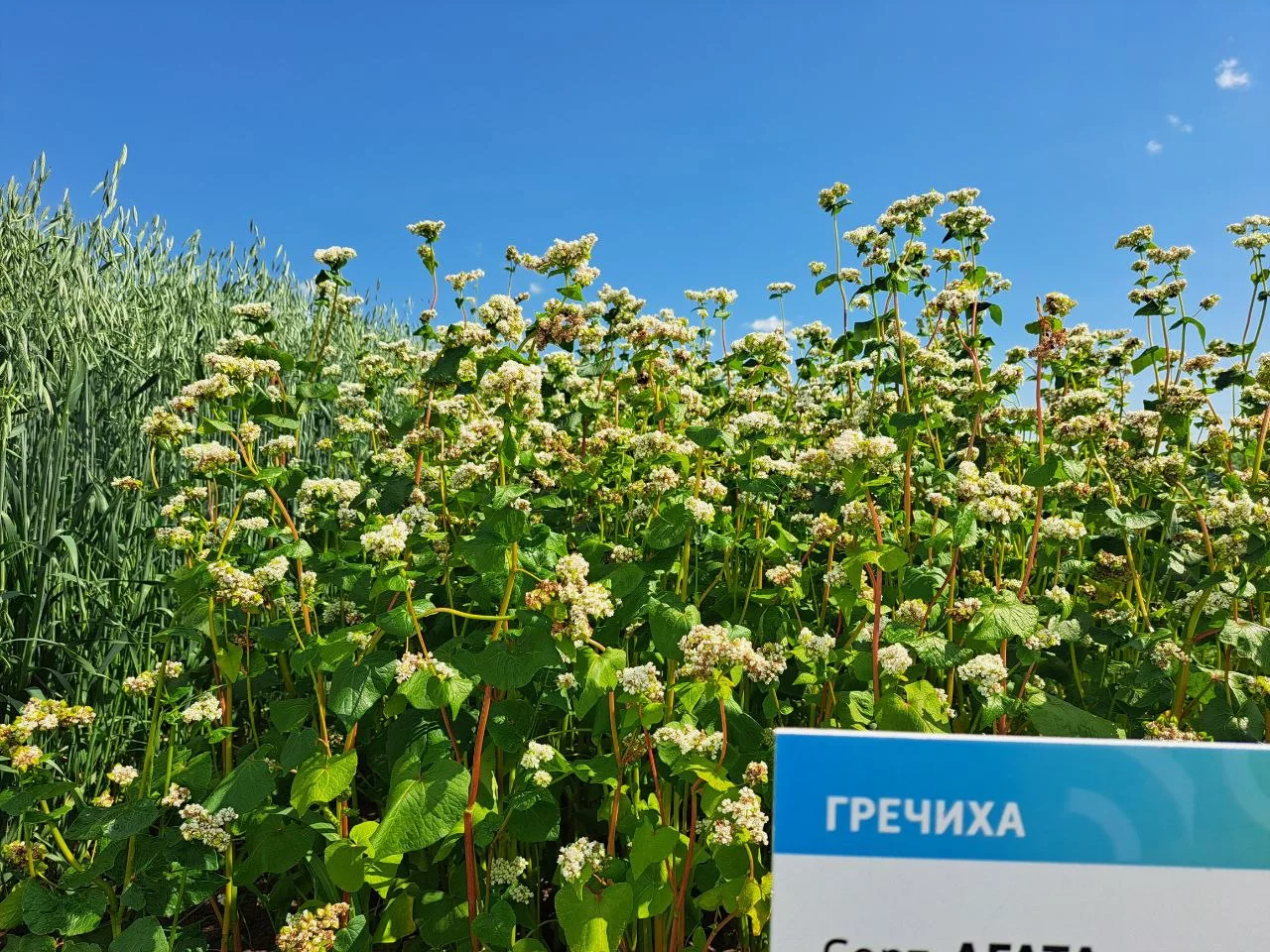 РБК Татарстан