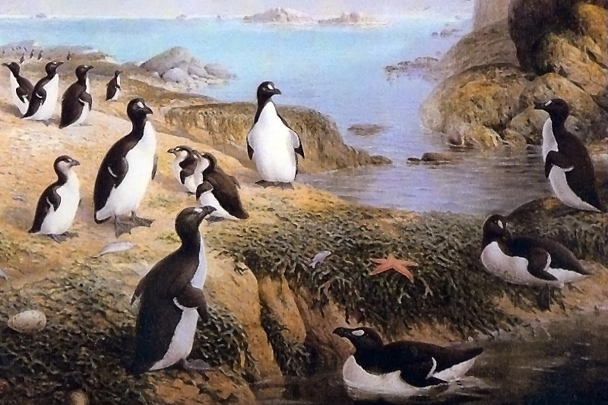 Эти животные внешне очень напоминали современных пингвинов
