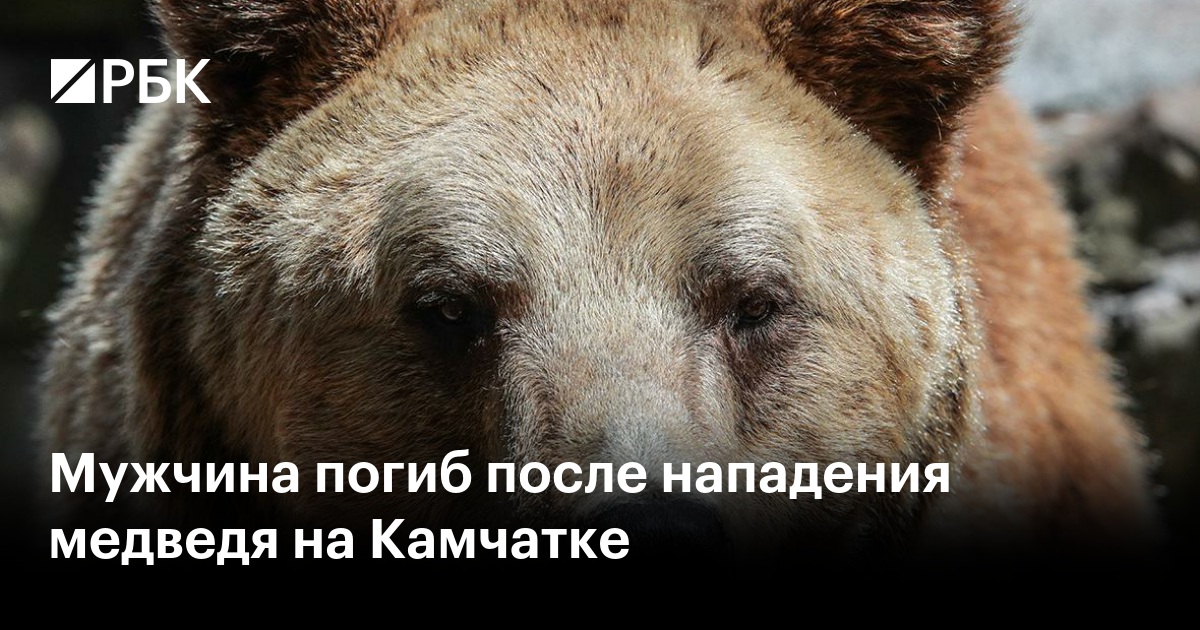 Мужчина погиб после нападения медведя на Камчатке