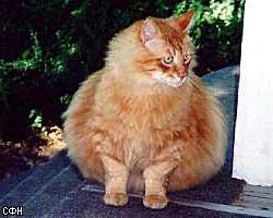 Кота посадили на диету для похудения